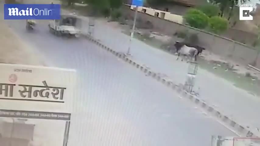 indian-man-horrifically-injured-after-bull-charges-him-daily-mail-480p-480p-1652591144.mp4