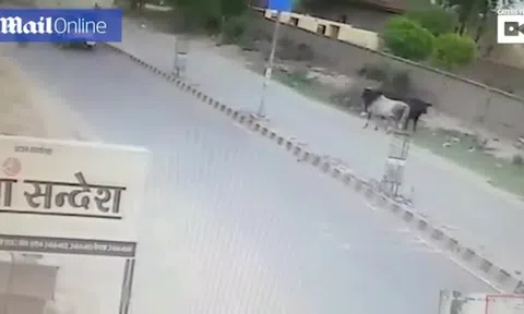 Video: Người đàn ông đi xe máy bị "bò điên" hạ gục