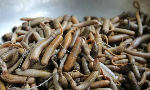 Đặc sản Quảng Ninh ai nhìn cũng thấy ghê nhưng ăn ngon vô cùng, xưa giá rẻ bèo, nay bán 800.000 đồng/kg